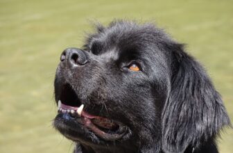 8 Best Dog Foods for Newfoundlands with NO Fillers