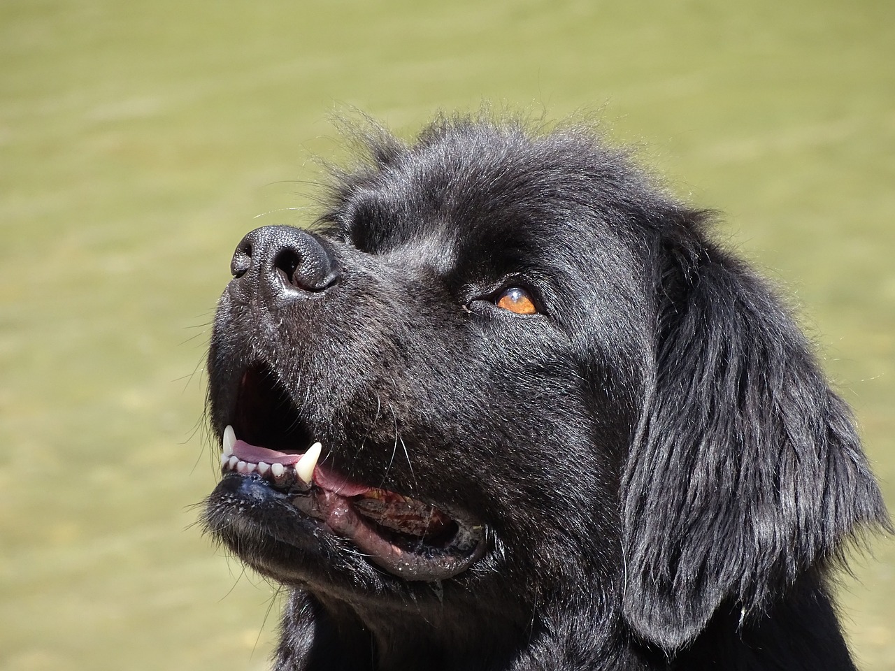 8 Best Dog Foods for Newfoundlands with NO Fillers