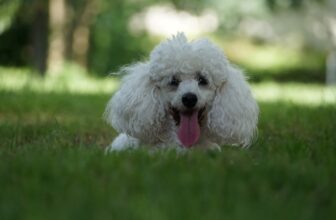 8 Best Dog Foods for Poodles with NO Fillers