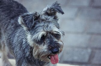 8 Best Dog Foods for Schnauzers with NO Fillers