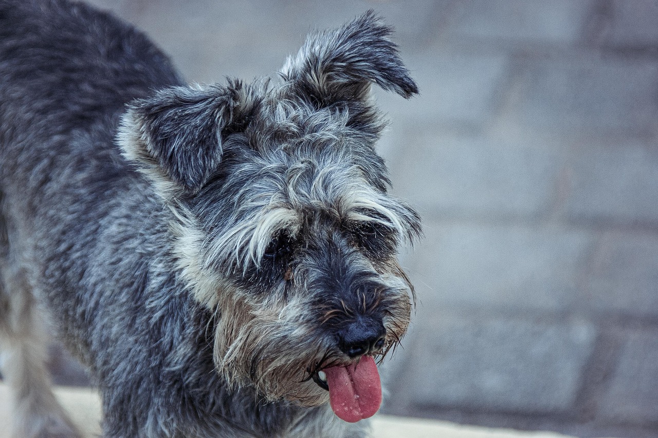 8 Best Dog Foods for Schnauzers with NO Fillers 8 Best Dog Foods for Schnauzers with NO Fillers
