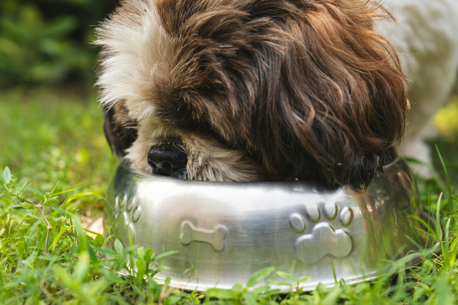 8 Best Dog Foods for Shih Tzus with NO Fillers 8 Best Dog Foods for Shih Tzus with NO Fillers