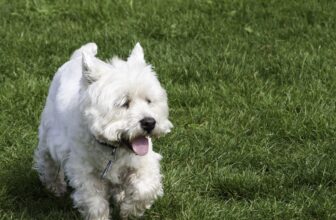 8 Best Dog Foods for Westies with NO Fillers