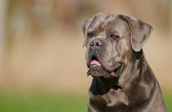 9 Best Dry Dog Foods for Cane Corsos