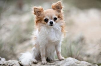 9 Best Dry Dog Foods for Chihuahuas