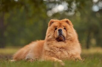9 Best Dry Dog Foods for Chow Chows