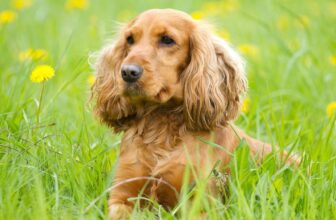 9 Best Dry Dog Foods for Cocker Spaniels