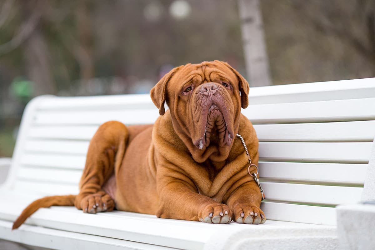 9 Best Dry Dog Foods for Dogue De Bordeaux