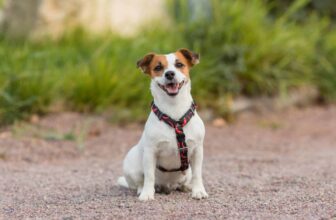 9 Best Dry Dog Foods for Jack Russells