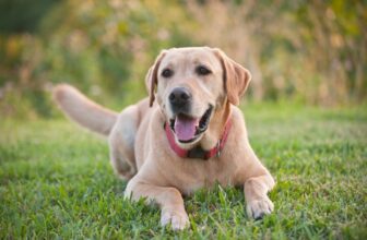 9 Best Dry Dog Foods for Labs