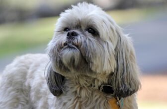 9 Best Dry Dog Foods for Lhasa Apsos
