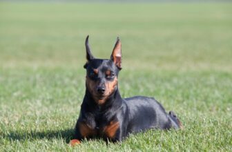 9 Best Dry Dog Foods for Miniature Pinschers