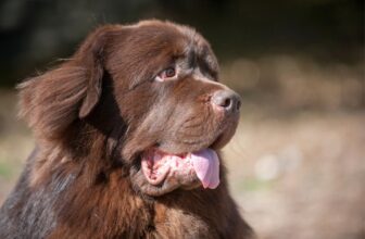 9 Best Dry Dog Foods for Newfoundlands