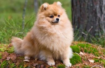 9 Best Dry Dog Foods for Pomeranians