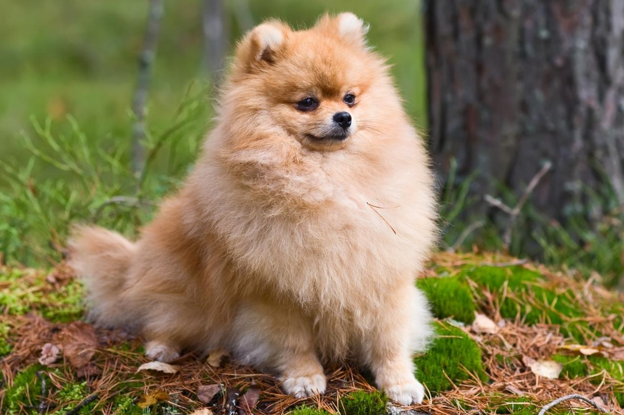 9 Best Dry Dog Foods for Pomeranians