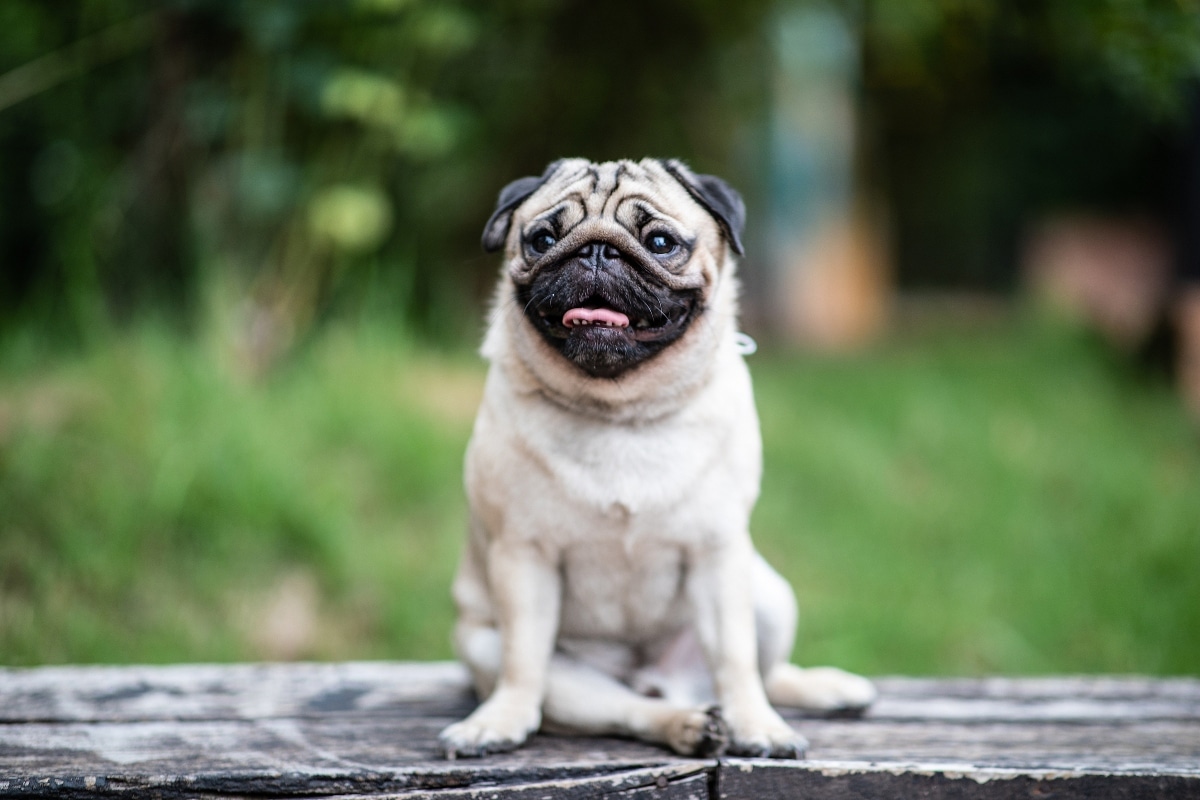 9 Best Dry Dog Foods for Pugs