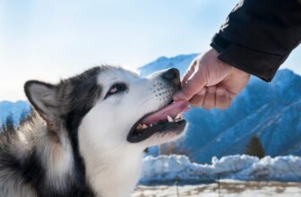 9 Best Freeze-Dried Dog Food Brands for Alaskan Malamutes