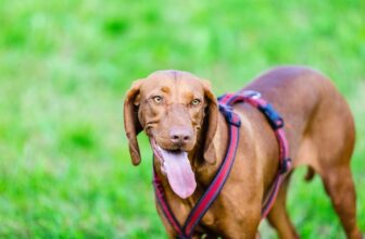 9 Best Freeze-Dried Dog Food Brands for Bloodhounds
