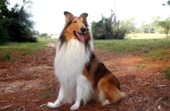 9 Best Freeze-Dried Dog Food Brands for Collies