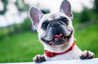 9 Best Freeze-Dried Dog Food Brands for French Bulldogs