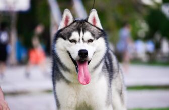 9 Best Freeze-Dried Dog Food Brands for Huskies