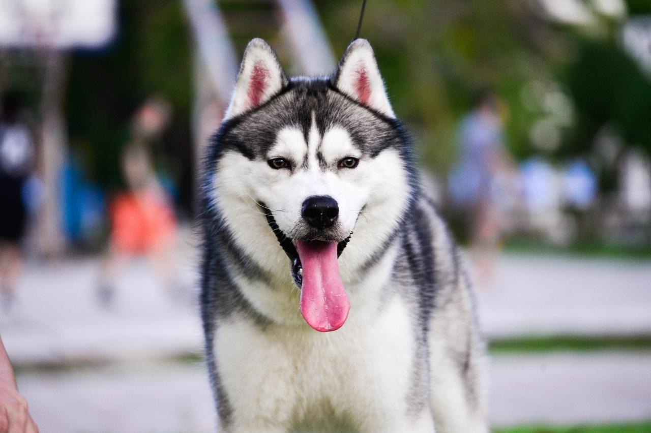 9 Best Freeze-Dried Dog Food Brands for Huskies