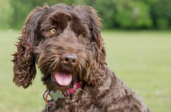 9 Best Freeze-Dried Dog Food Brands for Labradoodles
