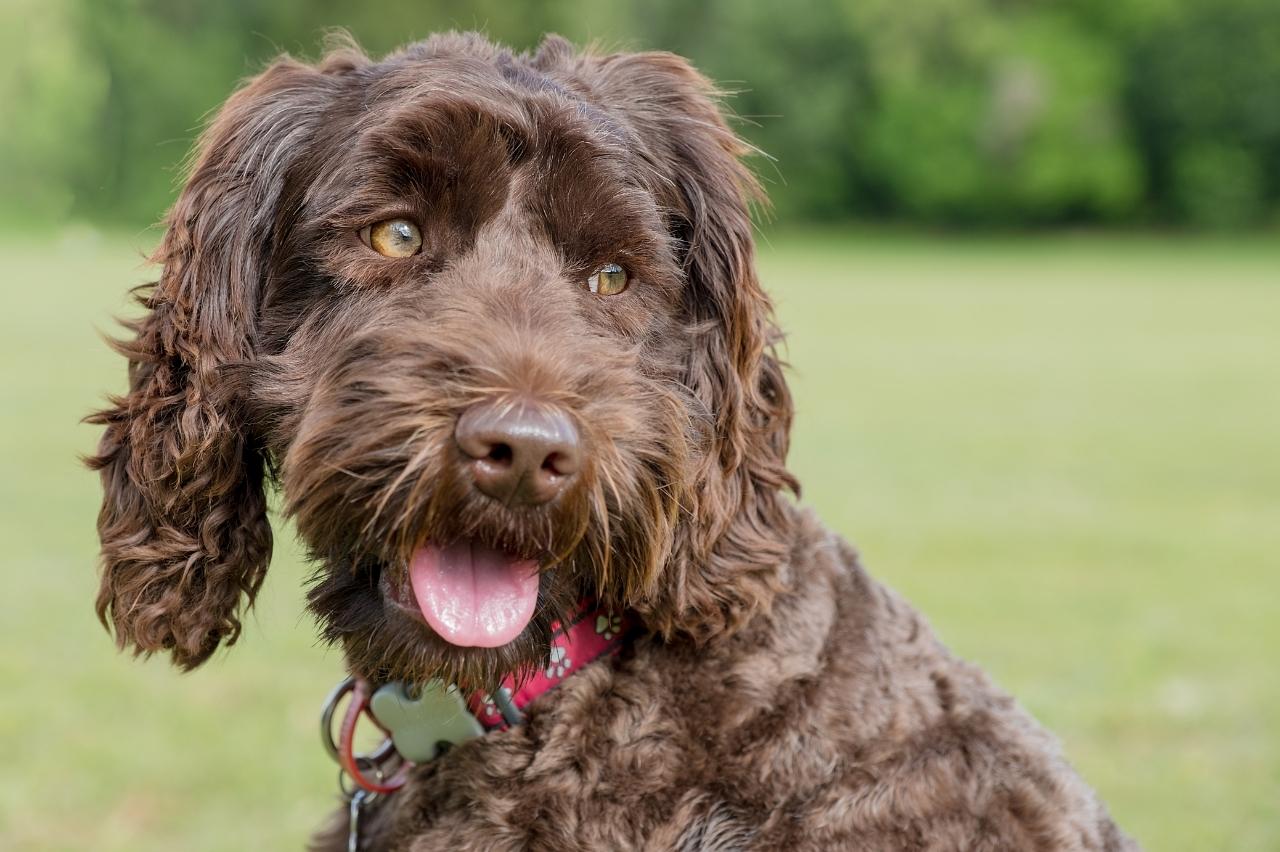 9 Best Freeze-Dried Dog Food Brands for Labradoodles