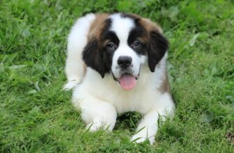 9 Best Freeze-Dried Dog Food Brands for Saint Bernards