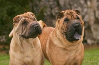 9 Best Freeze-Dried Dog Food Brands for Shar Peis