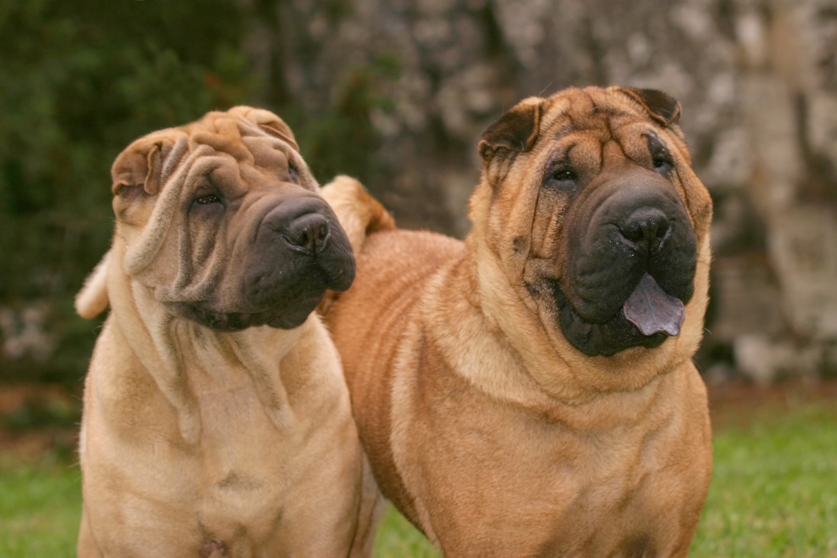 9 Best Freeze-Dried Dog Food Brands for Shar Peis