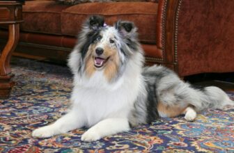 9 Best Freeze-Dried Dog Food Brands for Shelties