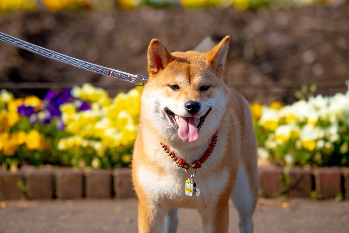 9 Best Freeze-Dried Dog Food Brands for Shiba Inus