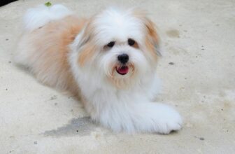 9 Best Freeze-Dried Dog Food Brands for Shih Tzus