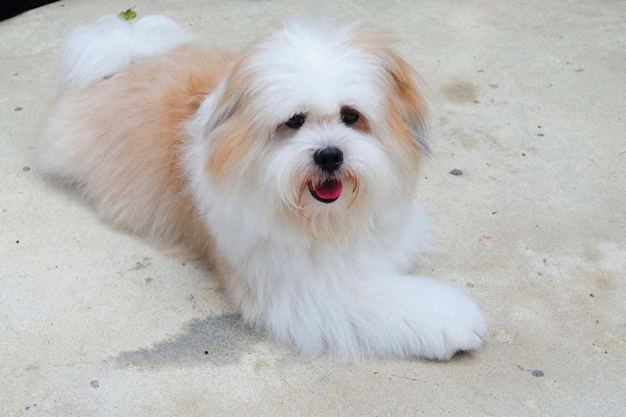 9 Best Freeze-Dried Dog Food Brands for Shih Tzus