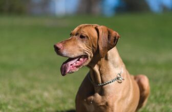 9 Best Freeze-Dried Dog Food Brands for Vizslas