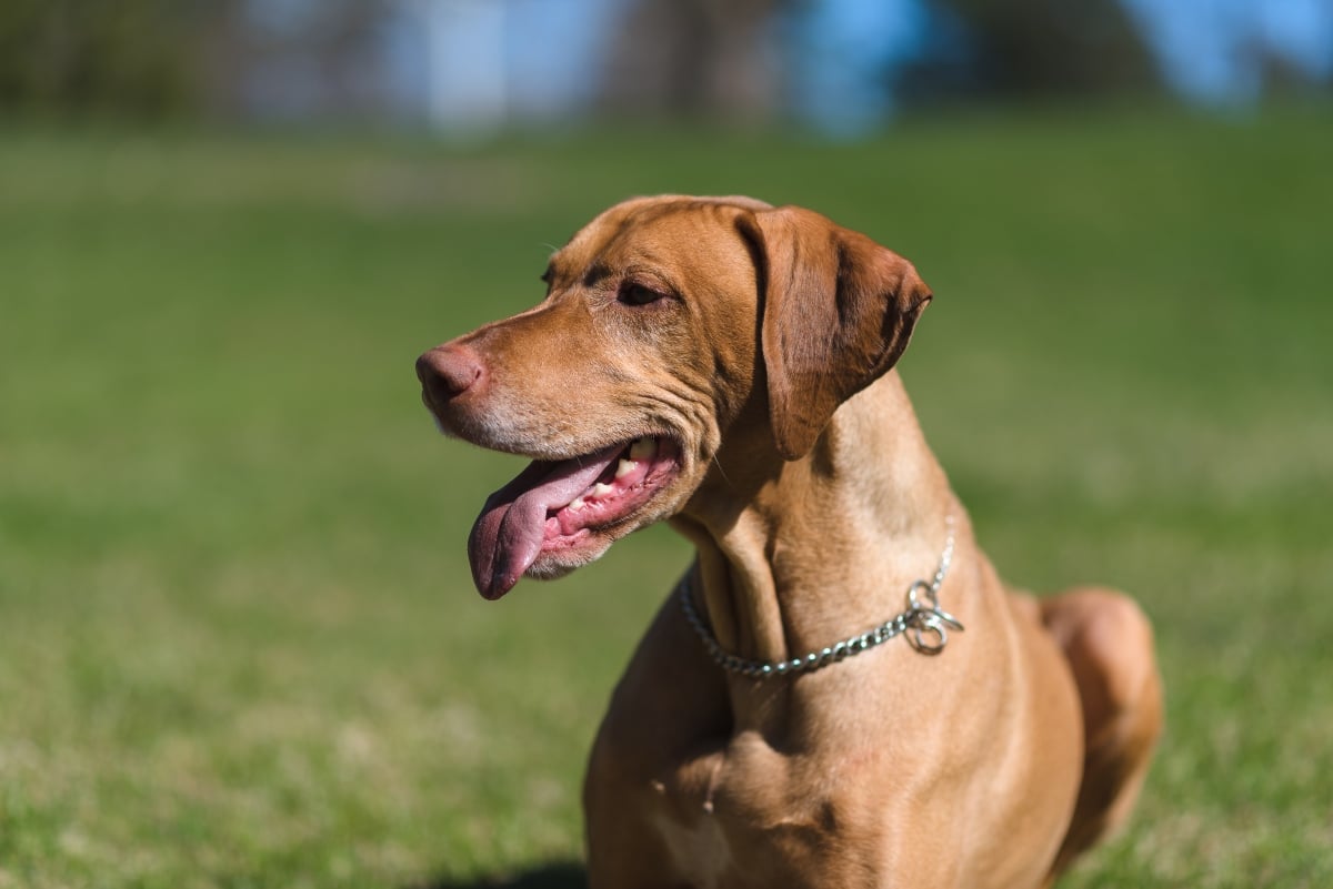 9 Best Freeze-Dried Dog Food Brands for Vizslas