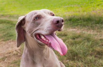 9 Best Freeze-Dried Dog Food Brands for Weimaraners