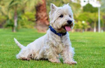 9 Best Freeze-Dried Dog Food Brands for Westies