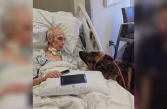 A Dying Man’s Final Wish Was to Find Homes for His Beloved German Shepherds