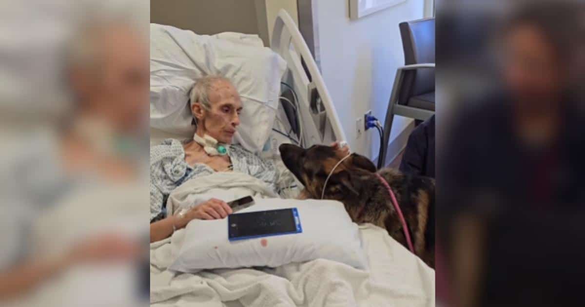 A Dying Man’s Final Wish Was to Find Homes for His Beloved German Shepherds