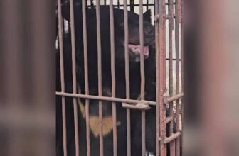 After 27 Years Caged on a Bile Farm, This Bear Finally Sees the Sky
