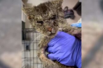 After Being Hit By A Car, A Mangy Cat Slowly Opens His Heart to His Hero
