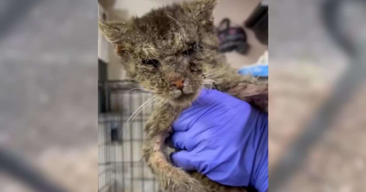 After Being Hit By A Car, A Mangy Cat Slowly Opens His Heart to His Hero