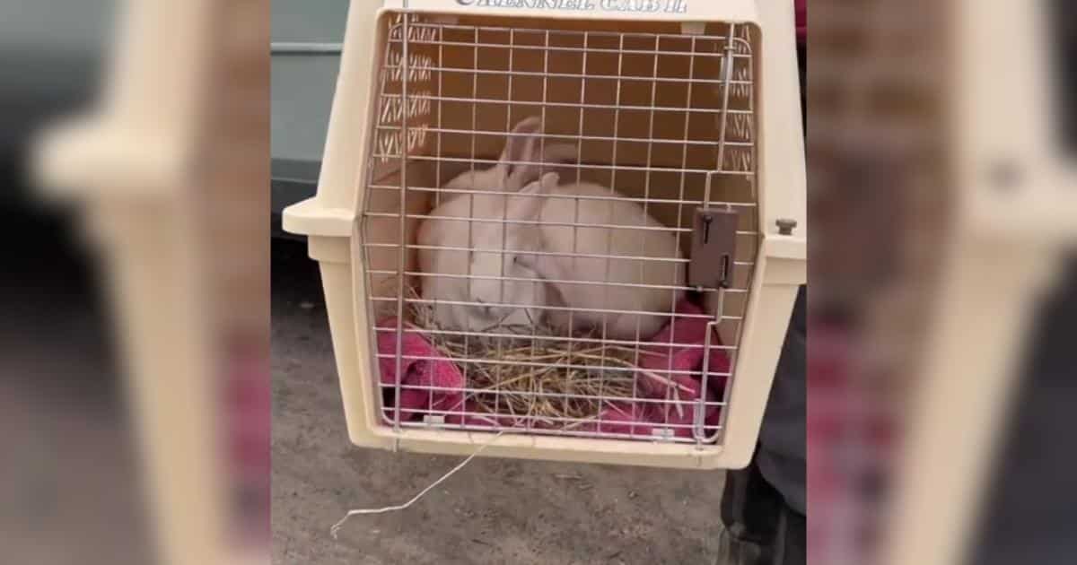 After Life In A Lab, These Bunny Best Friends Finally Feel The Sun On Their Fur