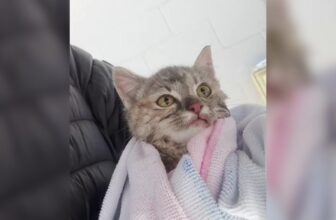 Allergic Dad Rescues Frozen Kitten, Finds Unexpected Love