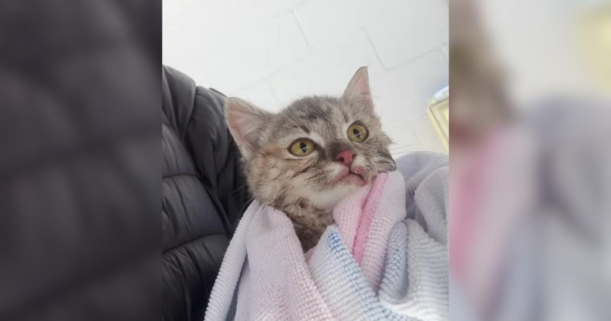 Allergic Dad Rescues Frozen Kitten, Finds Unexpected Love