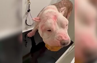 Allergy-Laden Pittie Was Bald And Burning Up — Now He’s Handsome And Happy