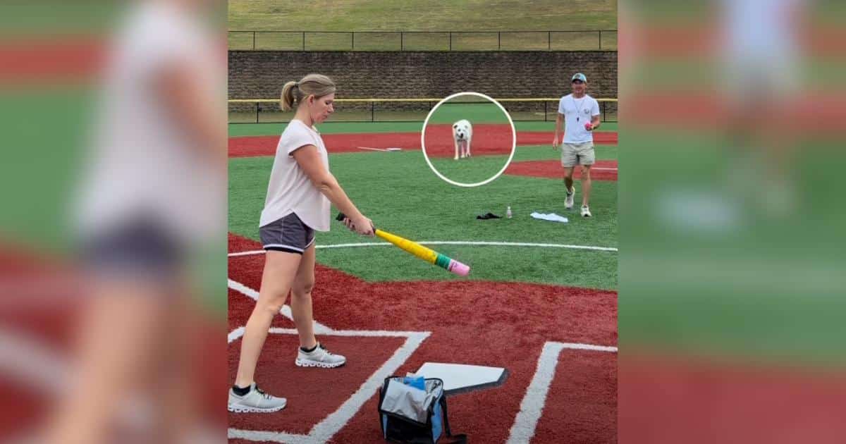 Athletic Dog Makes A Catch So Good, People Want Him In The Big Leagues Athletic Dog Makes A Catch So Good, People Want Him In The Big Leagues