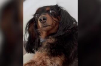 Awkward Dachshund Saves Her Sweetest Stares For Dad